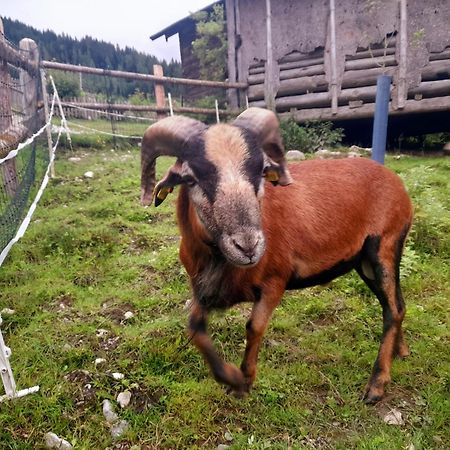 Hallmoosgut St. Johann im Pongau Exterior foto