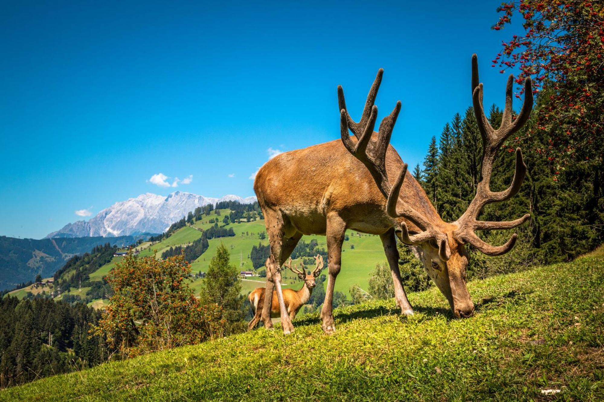 Hallmoosgut St. Johann im Pongau Exterior foto